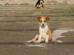 Help In Building A Physical Therapy Unit For Paralyzed Homeless Dogs