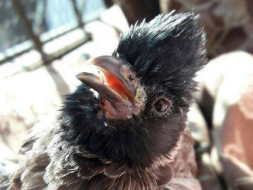 Help These Innocent Creatures In Pain