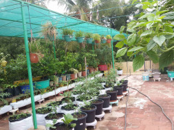Urban farming initiative for Roof-Tops with solar pannels