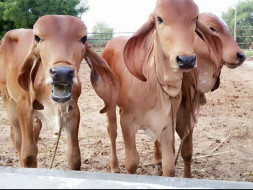 Gau Samvardhan