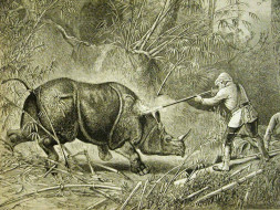 Short Film "UNICORN" - about the extinction of rhinocerous