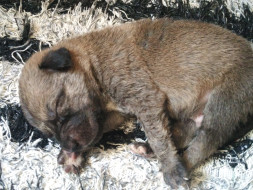 Help Us In Sterilisation Of Stray Dogs In Delhi