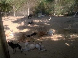 Help Me Build A Room to House Stray Dogs