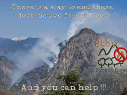 Help Save The Himalayan Forests In Kullu.