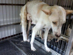 Help Us Pay For The Treatment Cost Of An Abused Mother Dog