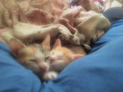 Help us Build A Foster Home for Cats @Gatinhofosters