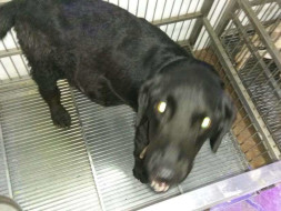 Help Us Pay For The Treatment Of Bruno, An Abandoned Dog