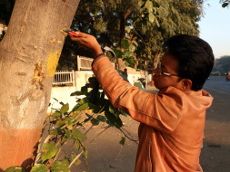 Being Energized for Saving Trees (BEST)