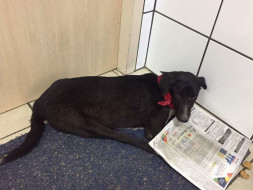 Help Stray & Abandoned Animals