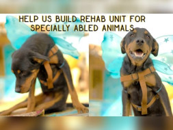 Help Build Rehab Unit For Specially-abled Animals