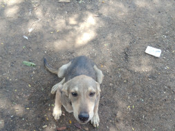 Help Josef Dinesh Protect Dogs In His Village and nearby localities