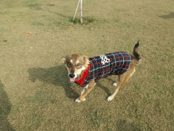 Help Guddu find a forever home