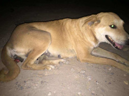 Help us pay her medical bills