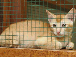 Help Us Build A Rehabilitation cum Adoption center For Animals