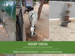 Support Animals Water Bowl Project (AWBP) INDIA