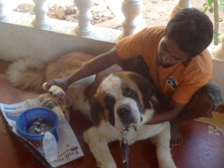 He Was Abandoned At Night With A Maggot Infested Wound In His Paw