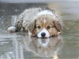 shelter the homeless dogs