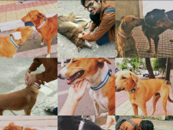 Reflective Collars for Animals