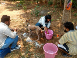 Help Us to Build a Permanent Shelter for the needy animals