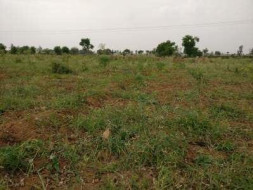 High Density Mango Plantation in Mahbubnagar, Telangana