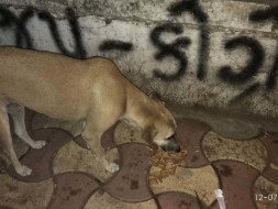 Join Us In Caring For Over 50 Strays In Ahmedabad