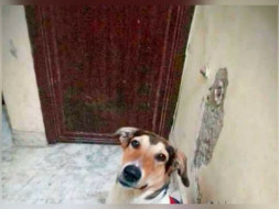 Help Nona Reach His New Family
