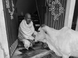 Animal Care in Vrindavan