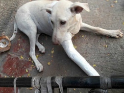 An Accident Has Crippled Gauri And She Needs Help To Run Again