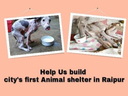 Help Us Build City's first Animal shelter in Raipur, Chhattisgarh