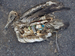 Support 'The Planet' If You Care About Our Planet