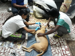 Help Us Purchase A New Animal Ambulance