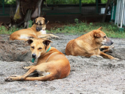 Help Feed Our 50+ Sanctuary Animals For A Year!