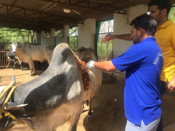 Support Me In Building New Cowsheds For The Rescued Cow,Bull,calf..etc
