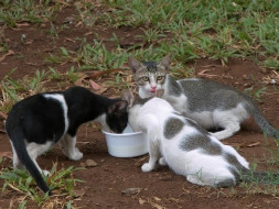 Help build Animal shelter and volunteer community for Animals in need