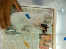Help save Chhotu!