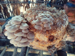 Helping Hand For A Mushroom Farm