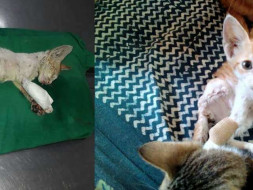 Support 'Awaaz' In Helping Stray Animals