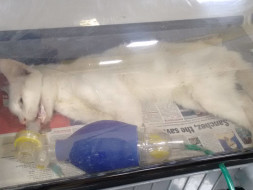 Help Support The Medical Treatment Of 5 Cats