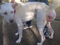 Tumor dog Sandy
