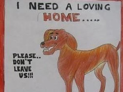 Help Street Dogs Get Food And Shelter