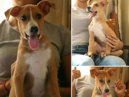 Help Chanda To Get To His Forever Home.