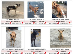 Grp of 7-aim to vaccinate & spay streeties in nagar and protect them