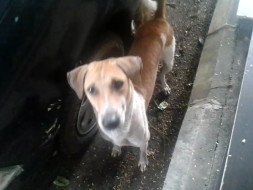 Help Me Feed 50 Dogs In Vasai, Mumbai