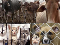 Help an Animal Shelter
