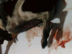 Donate For Rescued And Rehabilitated Dogs