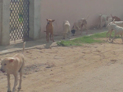 Feed Mongrels Near My Home