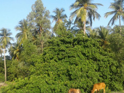 Goat Farming And Moringa Farming