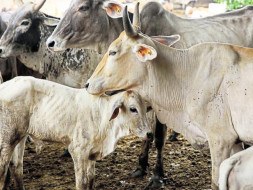 Gou Sanjeevini