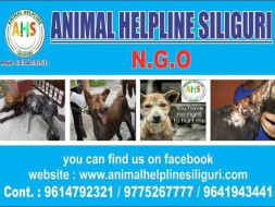 Help Animal Helpline Siliguri to continue to save Stray Animals
