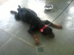 Help Me Take Bhairav Home!